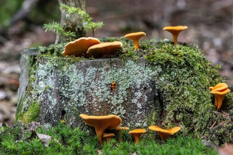 False Chanterelles (Hygrophoropsis aurantiaca), Emsland, Lower Saxony, Germany
