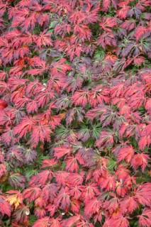 Aconite-leaved maple (Acer japonicum Aconitifolium), Emsland, Lower Saxony, Germany