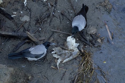 Hooded crow (Corvus cornix) two adult birds feeding on litter by a river, Rome, Italy
