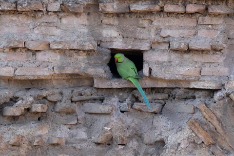 Ring-necked or Rose-ringed parakeet (Psittacula krameri) adult bird sitting in a hole in an ancient
