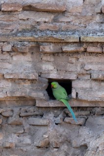 Ring-necked or Rose-ringed parakeet (Psittacula krameri) adult bird sitting in a hole in an ancient
