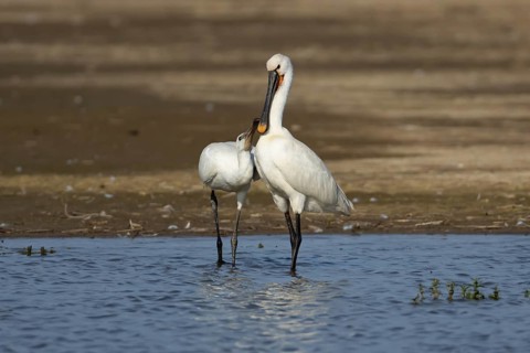 Eurasian spoonbill (Platalea leucorodia) adult bird with a juvenile bird begging for food in a