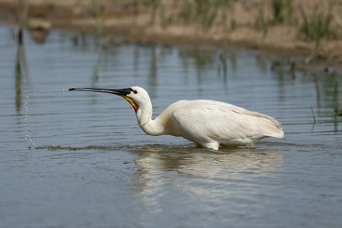 Eurasian spoonbill (Platalea leucorodia) adult bird feeding in a shallow lagoon, England, United