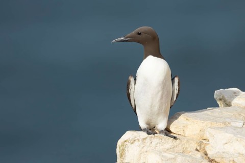 Guillemot (Uria aalge) adult sea bird on a cliff ledge, England, United Kingdom