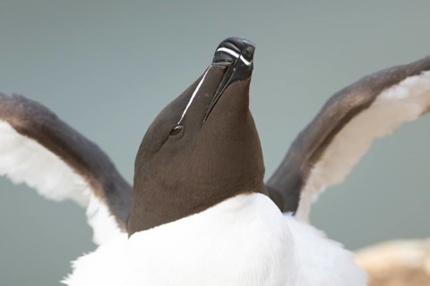 Razorbill (Alca torda) adult sea bird stretching its wings on a cliff ledge, England, United