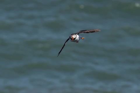Atlantic puffin (Fratercula arctica) adult sea bird flying, England, United Kingdom