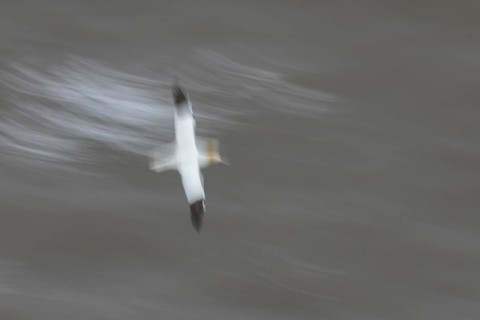 Northern gannet (Morus bassanus) adult sea bird flying - slow motion blur image, England, United