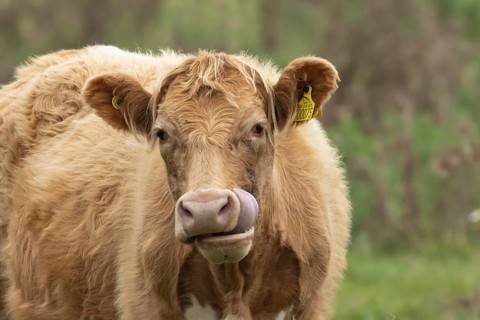 Cattle or Cow (Bos taurus) adult farm animal sticking its tongue out, England, United Kingdom