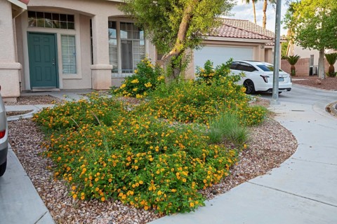 Las Vegas, Nevada - The Las Vegas Valley Water District has cut usage of scarce Colorado River