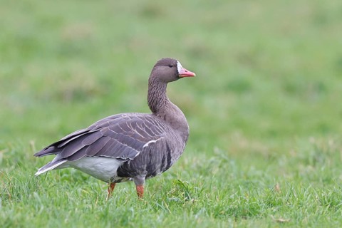 White-fronted goose (Anser albifrons), standing in a meadow in the wintering area, wildlife,
