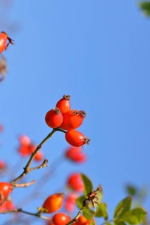 Ripe rosehip fruit of the dog rose (Rosa canina) on a branch, in front of a blue sky, Wilnsdorf,
