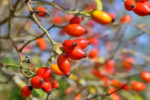 Ripe rosehip fruit of the dog rose (Rosa canina) on a branch, close-up, Wilnsdorf, North