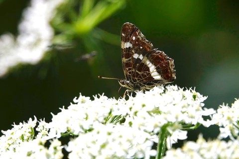 Butterfly Map Butterfly, Summer, Germany