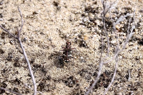 Dune sand beetle, summer, Lusatia, Saxony, Germany