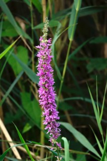 Purple loosestrife, summer, Germany