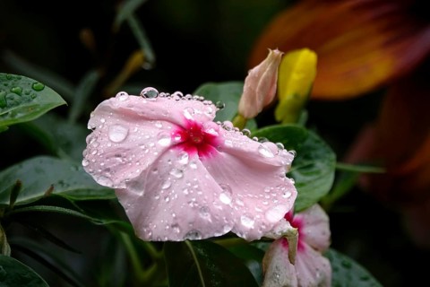 Flower with water droplets after rain in summer, Germany