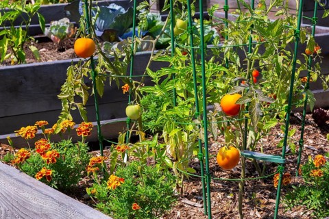 Lycopersicon esculentum - Tomato plants growing in raised wood frame garden bed in community