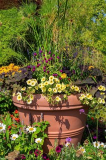 Yellow Petunia, Ipomoea batatas - Sweet Potato, Gomphrena globosa - Globe Amaranth growing in