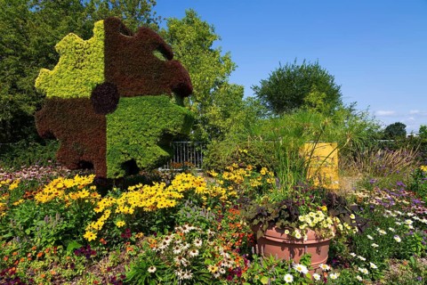 Live plant Gear sculpture, Echinacea, yellow Rudbeckia hirta - Black eyed Susan - Coneflowers,