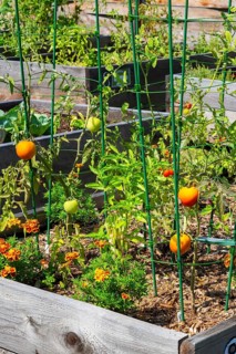 Lycopersicon esculentum - Tomato plants growing in raised wood frame garden bed in community