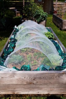 Mixed vegetable plants growing in tunnel cloche in raised wood frame garden bed in community