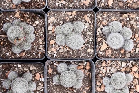 Small 'Rebutia Frabrisii' cactus plants in flower pots