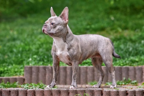 Young Lilac brindle French Bulldog dog with long healthy nose and tail