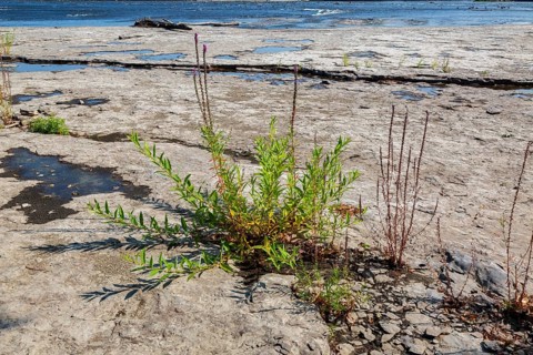 Lythrum salicaria - Purple Loosestrife growing in dried out river bed due to lack of rainfall