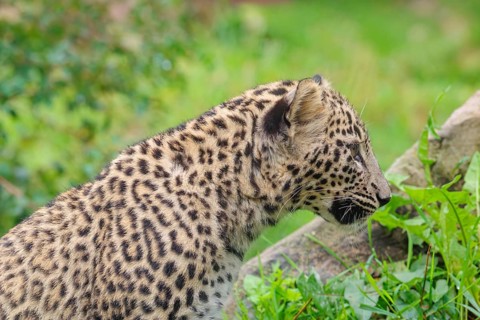 A Persian leopard cub (Panthera pardus saxicolor) sits at the edge of the forest and watches