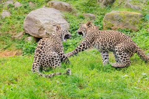 Two Persian leopard cubs (Panthera pardus saxicolor) play on a green meadow NE and centralIran,