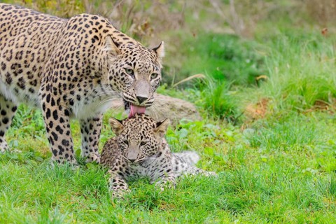 A Persian leopard mother (Panthera pardus saxicolor) licks her cub, which is lying in a meadow at