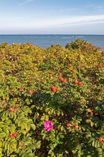 Potato rose (Rosa rugosa) on the shore of the Baltic Sea, Geltinger Birk nature reserve, Nieby,