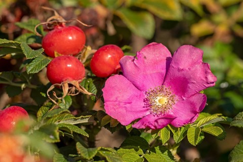 Potato rose (Rosa rugosa) on the Baltic Sea shore, rose hips, blossom, Geltinger Birk nature