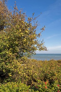 Wild apples (Malus sylvestris) and potato rose (Rosa rugosa) on the Baltic Sea shore, Geltinger