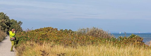 Woman photographing potato rose (Rosa rugosa) on the Baltic Sea shore, Geltinger Birk nature