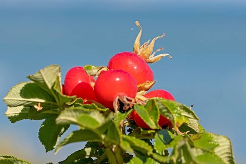 Potato rose (Rosa rugosa) on the Baltic Sea shore, rose hips, Geltinger Birk nature reserve, Nieby,