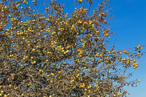 Wild apples (Malus sylvestris) on the Baltic Sea shore, Geltinger Birk nature reserve, Nieby,