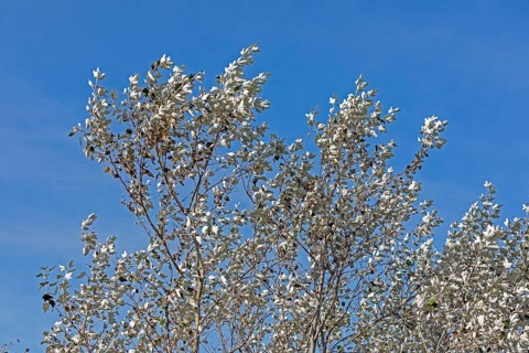 Silver poplar (Populus alba), drought, drought stress, white underside of leaves, Geltinger Birk