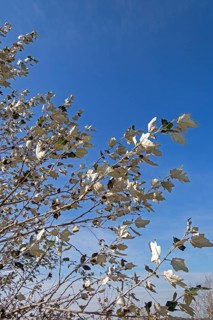 Silver poplar (Populus alba), drought, drought stress, white underside of leaves, Geltinger Birk