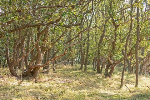 Hute forest in dry season, Geltinger Birk nature reserve, Nieby, Schleswig-Holstein, Germany