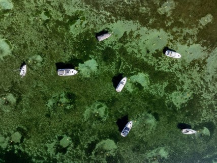 Aerial view, top down view of motorboats and sailing yachts, Wangen, Höri peninsula, Lake