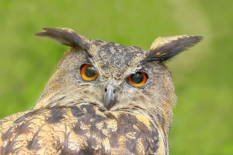 European Eagle Owl (Bubo bubo), portrait, owl, nocturnal bird, captive, Bavarian Forest National