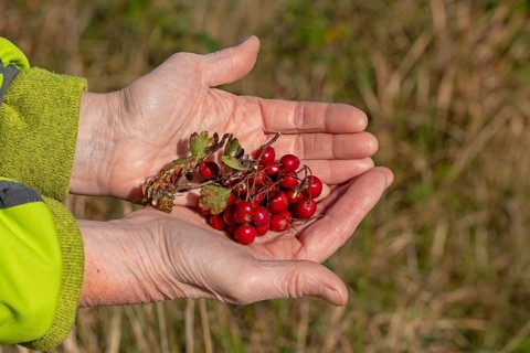 Hands holding berries of blackthorn (Prunus spinosa), Geltinger Birk nature reserve, Nieby,