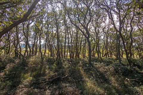 Hutewald, Geltinger Birk nature reserve, Nieby, Schleswig-Holstein, Germany
