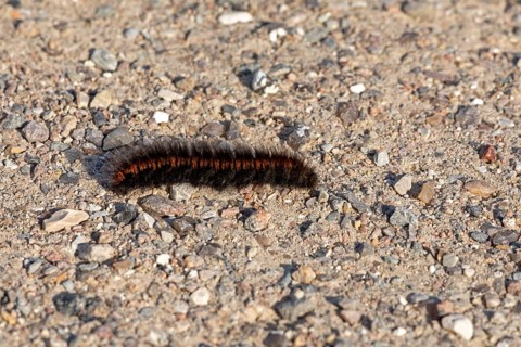 Blackberry moth caterpillar (Macrothylacia rubi) crawling over gravel path, Geltinger Birk, Nieby,