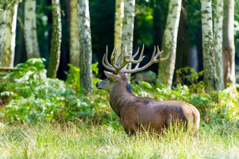 A majestic stag with large antlers stands in the green forest, surrounded by birch trees, red deer