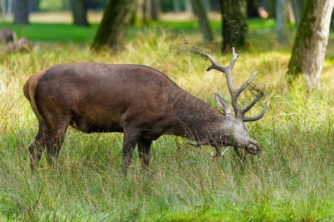A stag with large antlers grazing in a quiet forest meadow, red deer (Cervus elaphus) rut, Germany