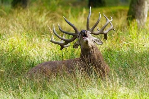 A roaring stag shows its antlers and holds its head high, red deer (Cervus elaphus) rutting,