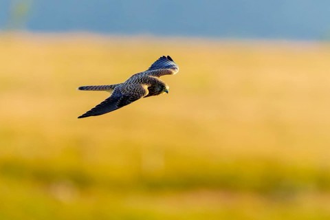 A bird in flight over a landscape, the background shows a yellowish meadow, Kestrel (Falco