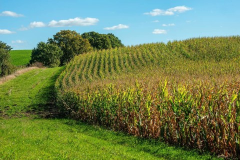 Corn maize (Zea mays) in a field, ripe for harvest in Baldringe, Ystad Municipality, Skåne County,